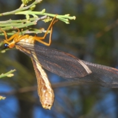 Nymphes myrmeleonoides at Kambah, ACT - 27 Jan 2023 03:36 PM