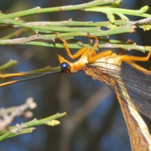 Nymphes myrmeleonoides at Kambah, ACT - 27 Jan 2023 03:36 PM