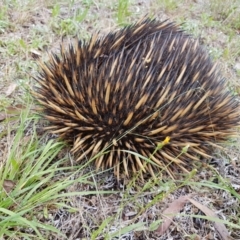 Tachyglossus aculeatus (Short-beaked Echidna) at Wingecarribee Local Government Area - 27 Jan 2023 by Aussiegall