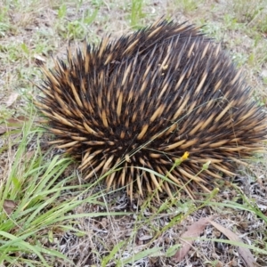 Tachyglossus aculeatus at Penrose, NSW - suppressed