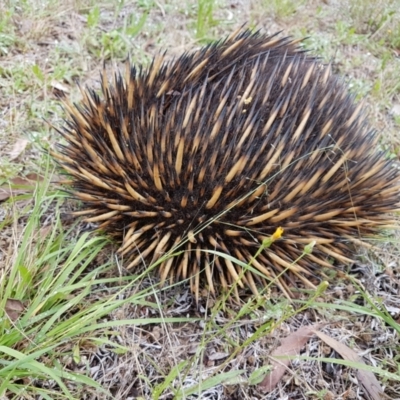 Tachyglossus aculeatus (Short-beaked Echidna) at Penrose, NSW - 27 Jan 2023 by Aussiegall