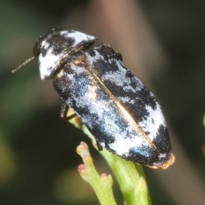 Hypocisseis suturalis (Cherry Ballart Jewel Beetle) at Mount Taylor - 27 Jan 2023 by Harrisi