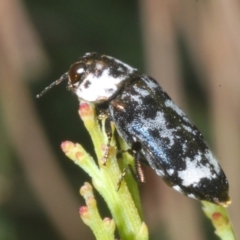 Hypocisseis suturalis at Kambah, ACT - 27 Jan 2023 03:48 PM