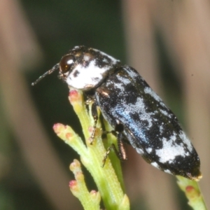 Hypocisseis suturalis at Kambah, ACT - 27 Jan 2023 03:48 PM