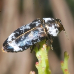 Hypocisseis suturalis at Kambah, ACT - 27 Jan 2023 03:48 PM