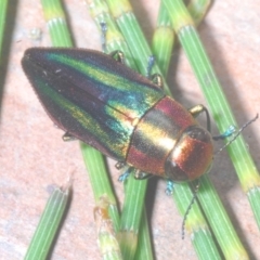 Melobasis vittata (A Melobasis jewel beetle) at Cotter River, ACT - 26 Jan 2023 by Harrisi