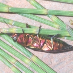 Melobasis vittata at Cotter River, ACT - 26 Jan 2023