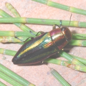 Melobasis vittata at Cotter River, ACT - 26 Jan 2023