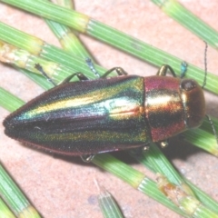 Melobasis vittata at Cotter River, ACT - 26 Jan 2023