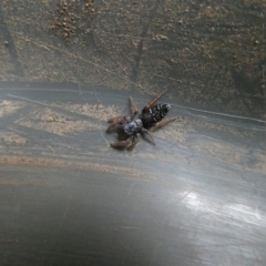 Holoplatys invenusta (Jumping spider) at Curtin, ACT - 27 Jan 2023 by arjay
