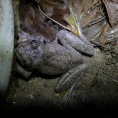 Litoria peronii (Peron's Tree Frog, Emerald Spotted Tree Frog) at Curtin, ACT - 27 Jan 2023 by arjay