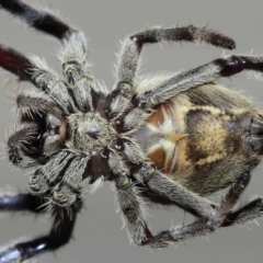 Unidentified Spider (Araneae) at Wellington Point, QLD - 22 Jan 2023 by TimL