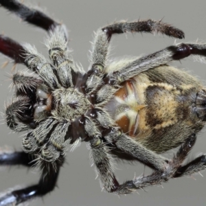 Unidentified Orb-weaving spider (several families) (TBC) at suppressed by TimL
