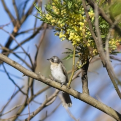 Myiagra rubecula (Leaden Flycatcher) at Hawker, ACT - 26 Jan 2023 by MichaelWenke