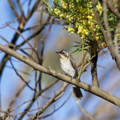 Myiagra rubecula at Hawker, ACT - 26 Jan 2023