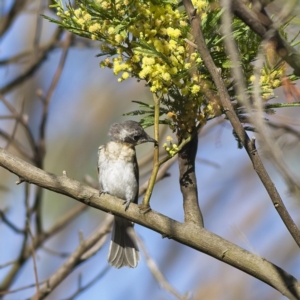 Myiagra rubecula at Hawker, ACT - 26 Jan 2023