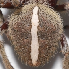 Unidentified Spider (Araneae) at Wellington Point, QLD - 22 Jan 2023 by TimL