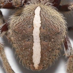 Unidentified Orb-weaving spider (several families) (TBC) at Wellington Point, QLD - 22 Jan 2023 by TimL