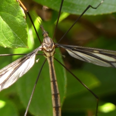 Ptilogyna (Plusiomyia) gracilis (A crane fly) at Braemar, NSW - 24 Jan 2023 by Curiosity