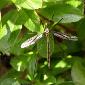 Ptilogyna (Plusiomyia) gracilis at Braemar, NSW - 24 Jan 2023