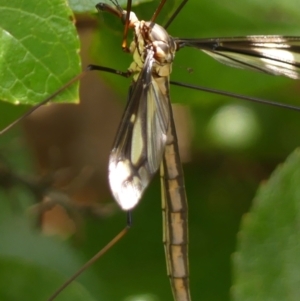 Ptilogyna (Plusiomyia) gracilis at Braemar, NSW - 24 Jan 2023