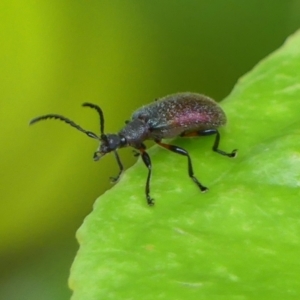 Metriolagria formicicola at Braemar, NSW - 24 Jan 2023