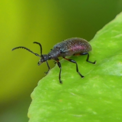 Metriolagria formicicola (Darkling beetle) at Braemar, NSW - 23 Jan 2023 by Curiosity