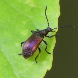 Metriolagria formicicola at Braemar, NSW - 24 Jan 2023