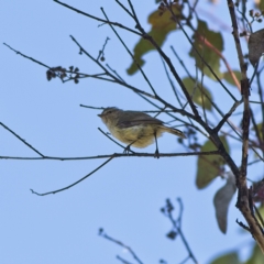 Smicrornis brevirostris (Weebill) at Hawker, ACT - 25 Jan 2023 by Trevor