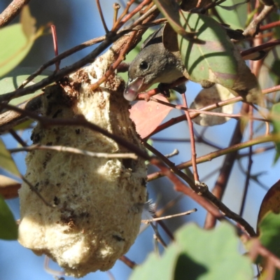Dicaeum hirundinaceum (Mistletoebird) at Kambah, ACT - 28 Jan 2023 by HelenCross