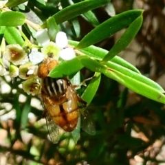 Eristalinus punctulatus (Golden Native Drone Fly) at Flea Bog Flat to Emu Creek Corridor - 27 Jan 2023 by JohnGiacon