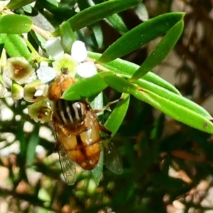 Eristalinus punctulatus at Belconnen, ACT - 28 Jan 2023