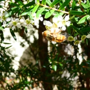 Eristalinus punctulatus at Belconnen, ACT - 28 Jan 2023