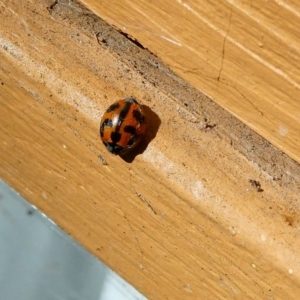 Coccinella transversalis at Belconnen, ACT - 28 Jan 2023