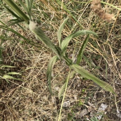 Verbena incompta (Purpletop) at Emu Creek - 26 Jan 2023 by JohnGiacon