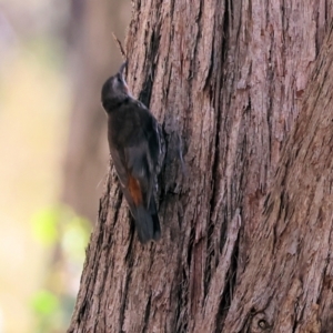 Cormobates leucophaea at West Wodonga, VIC - 27 Jan 2023