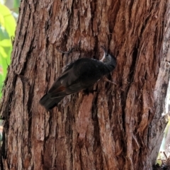 Cormobates leucophaea at West Wodonga, VIC - 27 Jan 2023