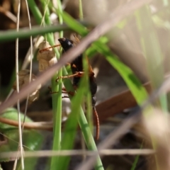 Unidentified Spider wasp (Pompilidae) at West Wodonga, VIC - 26 Jan 2023 by KylieWaldon