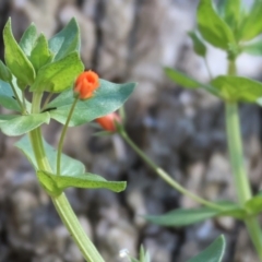 Lysimachia arvensis (Scarlet Pimpernel) at Felltimber Creek NCR - 26 Jan 2023 by KylieWaldon