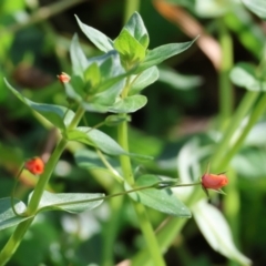 Lysimachia arvensis at West Wodonga, VIC - 27 Jan 2023