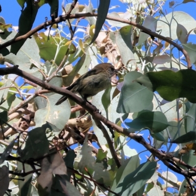 Acanthiza lineata (Striated Thornbill) at Felltimber Creek NCR - 26 Jan 2023 by KylieWaldon