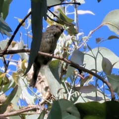 Acanthiza lineata at West Wodonga, VIC - 27 Jan 2023 09:30 AM