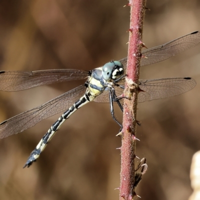 Parasynthemis regina (Royal Tigertail) at West Wodonga, VIC - 27 Jan 2023 by KylieWaldon