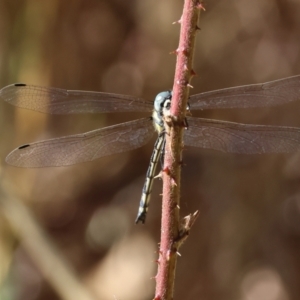 Parasynthemis regina at West Wodonga, VIC - 27 Jan 2023 09:34 AM