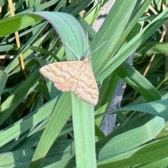 Scopula rubraria (Plantain Moth) at Aranda, ACT - 27 Jan 2023 by KMcCue