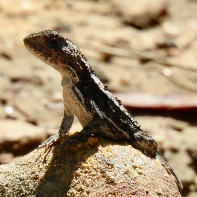 Rankinia diemensis (Mountain Dragon) at Bargo River State Conservation Area - 24 Jan 2023 by GlossyGal