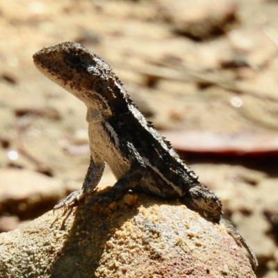 Rankinia diemensis (Mountain Dragon) at Hill Top - 24 Jan 2023 by GlossyGal