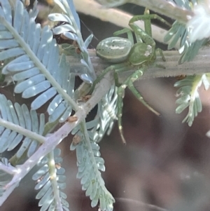 Lehtinelagia prasina at Braddon, ACT - 27 Jan 2023