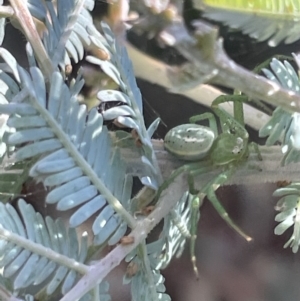 Lehtinelagia prasina at Braddon, ACT - 27 Jan 2023