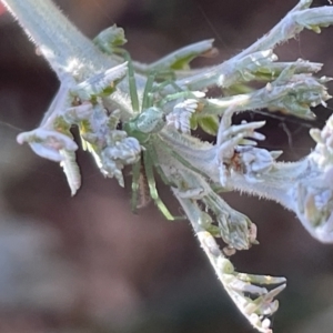 Lehtinelagia prasina at Braddon, ACT - 27 Jan 2023